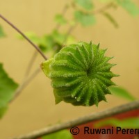 Abutilon indicum (L.) Sweet