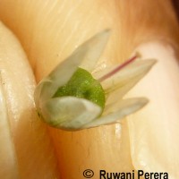 Celosia argentea L.