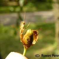 Woodfordia fruticosa (L.) Kurz