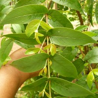 Woodfordia fruticosa (L.) Kurz