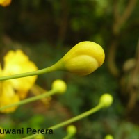 Caesalpinia pulcherrima (L.) Sw.