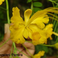 Caesalpinia pulcherrima (L.) Sw.