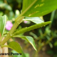 Catharanthus roseus (L.) G.Don