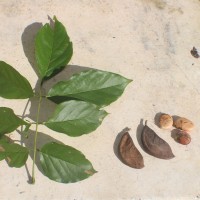 Pongamia pinnata (L.) Pierre