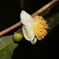 Camellia sinensis (L.) Kuntze
