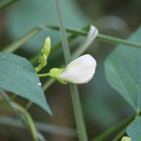 Psophocarpus tetragonolobus (L.) DC.