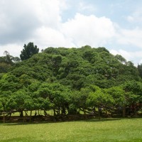 Ficus benjamina L.
