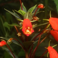 <i>Seemannia sylvatica</i>  (Kunth) Hanst.