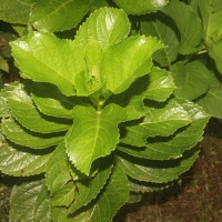 Hydrangea macrophylla (Thunb.) Ser.