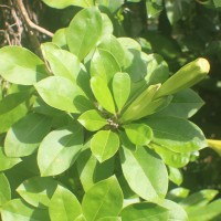Solandra longiflora Tussac