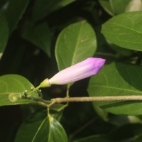 Mansoa alliacea (Lam.) A.H.Gentry