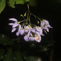 <i>Solanum seaforthianum</i>  Andrews