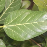 Ficus benghalensis L.
