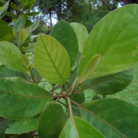 Elaeocarpus subvillosus Arn.