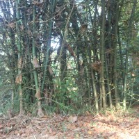 <i>Bambusa bambos</i>  (L.) Voss
