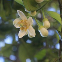 Citrus maxima (Burm.) Merr.