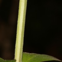 Spermacoce latifolia Aubl.