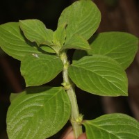 Spermacoce latifolia Aubl.