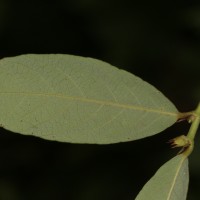 Bridelia stipularis (L.) Blume