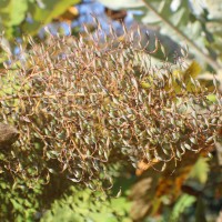 Bocconia frutescens L.