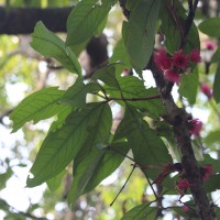 Syzygium malaccense (L.) Merr. & L.M.Perry
