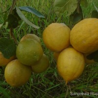 Citrus × limon (L.) Osbeck