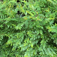 Phyllanthus myrtifolius (Wight) Müll.Arg.