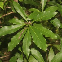 <i>Alseodaphne semecarpifolia</i>  Nees