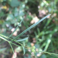 Sida linifolia Juss. ex Cav.