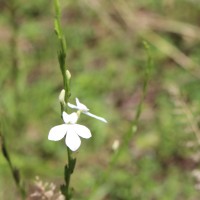 Flora of Sri Lanka
