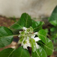 Solanum pubescens Willd.
