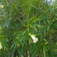Cascabela thevetia (L.) Lippold