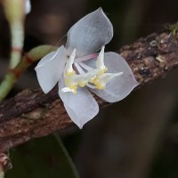 Medinilla maculata Gardner