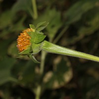 Tithonia rotundifolia (Mill.) S.F.Blake