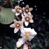 Vateria copallifera (Retz.) Alston