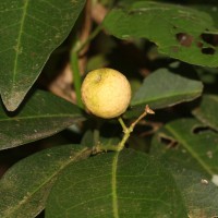 Atalantia ceylanica (Arn.) Oliv.