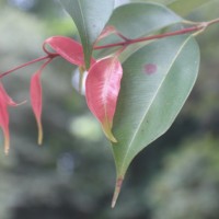 Syzygium rubicundum Wight & Arn.