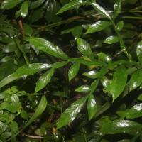 Amorphophallus sylvaticus (Roxb.) Kunth