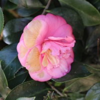Camellia japonica L.