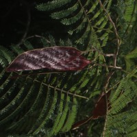 Albizia chinensis (Osbeck) Merr.