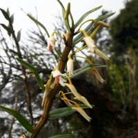 Dendrobium jerdonianum Wight