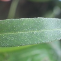 Pyrrosia lanceolata  (L.) Farw.