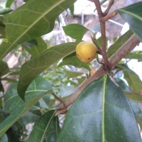 Ficus tinctoria subsp. gibbosa (Blume) Corner