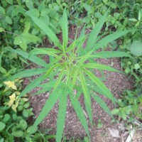 Cannabis sativa L.