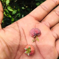 Rubus niveus Thunb.
