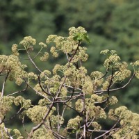 Gyrocarpus americanus Jacq.