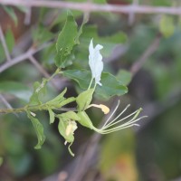 Cadaba trifoliata Wight & Arn.