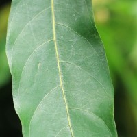 Litsea glutinosa (Lour.) C.B.Rob.