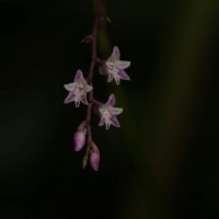 Podochilus warnagalensis Wijew., Priyad., Arang., Atthan., Samar. & Kumar