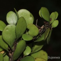 Pyrrosia heterophylla  (L.) M.G.Price
